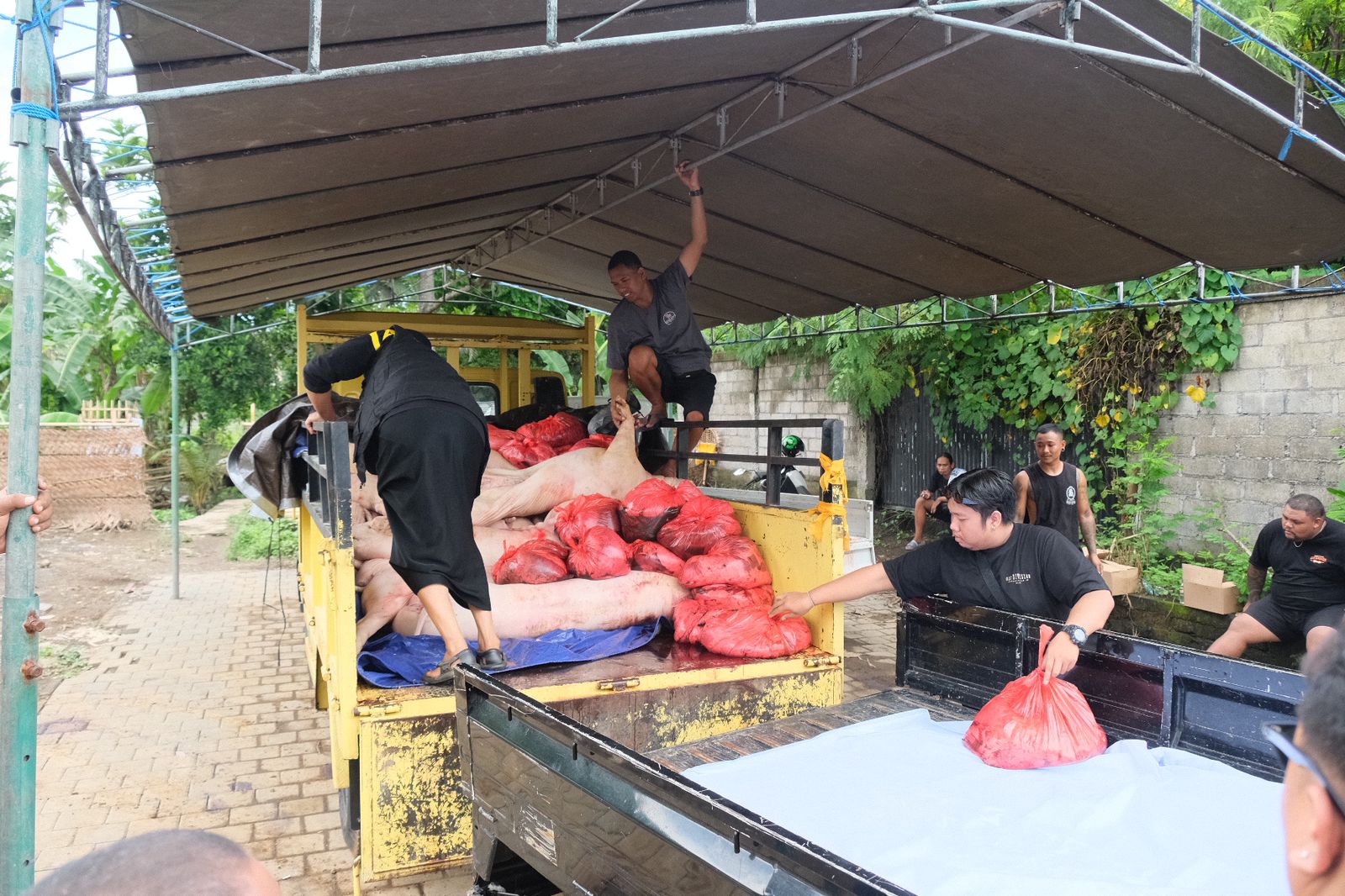 SIAP DIBAGIKAN: Relawan De Gadjah saat menyerahkan babi kepada relawan dalam rangka Hari Raya Galungan di Kantor DPD Gerindra Bali Senin (26/2/2024).