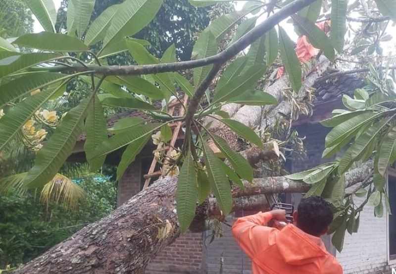 DIBERSIHKAN : Petugas BPBD Jembrana membersihkan pohon tumbang yang menimpa rumah warga. (Foto: BPD Jembrana)