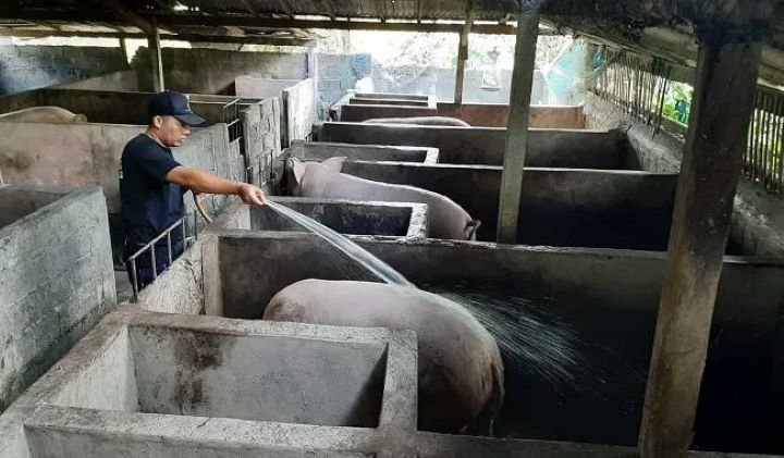 GEJOLAK HARGA: Peternak Babi di Bali mengeluh lantaran harga tak stabil membuat masyarakat belum tersenyum di hari raya Galungan.