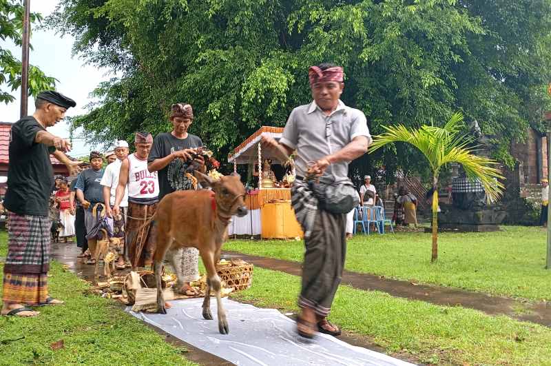 TUNTASKAN RITUAL: Puluhan hewan untuk tawur kesanga, disucikan dalam upacara mapepada Desa Adat Buleleng.(francelino junior)