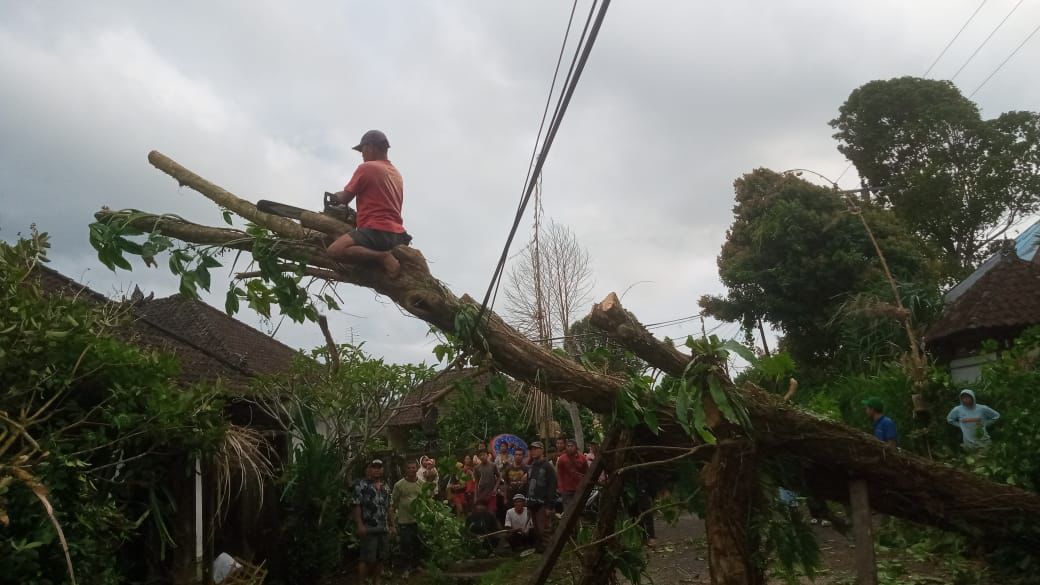 POHON TUMBANG: Penanganan pohon tumbang di jalan Belok-Sidan yang menimpa sebuah mobil pick-up belum lama ini