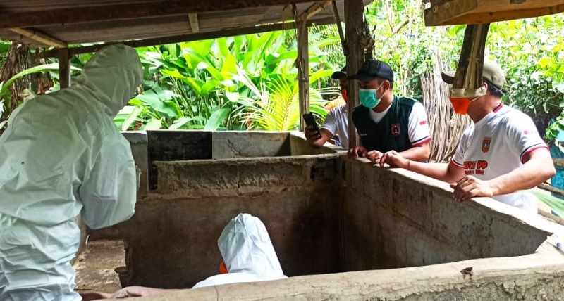 PERIKSA LANGSUNG : Petugas dari Kesehatan Hewan Kabupaten Karangasem melakukan pengambilan sampel meneliti penyebab kematian puluhan babi di Karangasem secara mendadak. (istimewa)