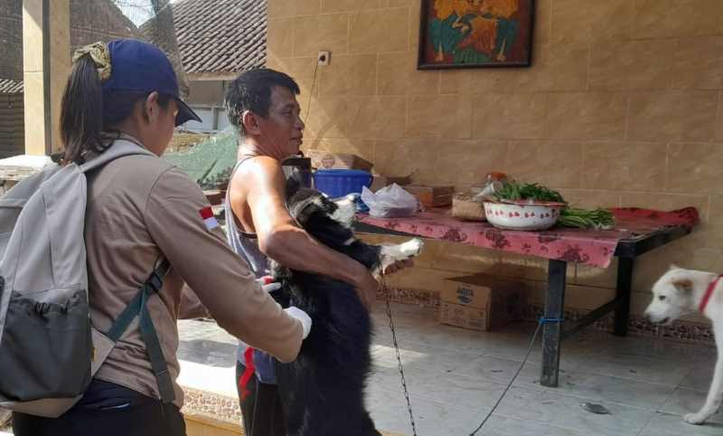 DISUNTIK VAKSIN : Vaksinasi anjing oleh vaksinator dinas pertanian dan pangan Jembrana, Selasa (19/3/2024). (Foto:Distan Jembrana)
