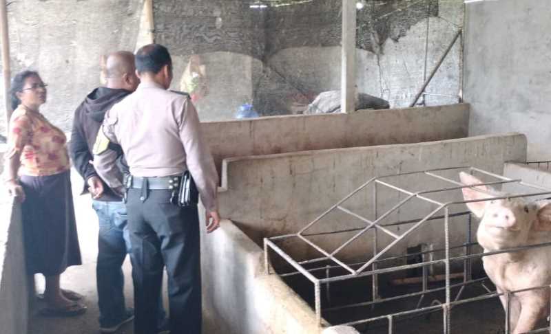 CEK LANGSUNG KE LAPANGAN : Petugas Dinas Pertanian Klungkung mendatangi langsung kendang peternak babi di Klungkung(foto:dinas pertanian klungkung)