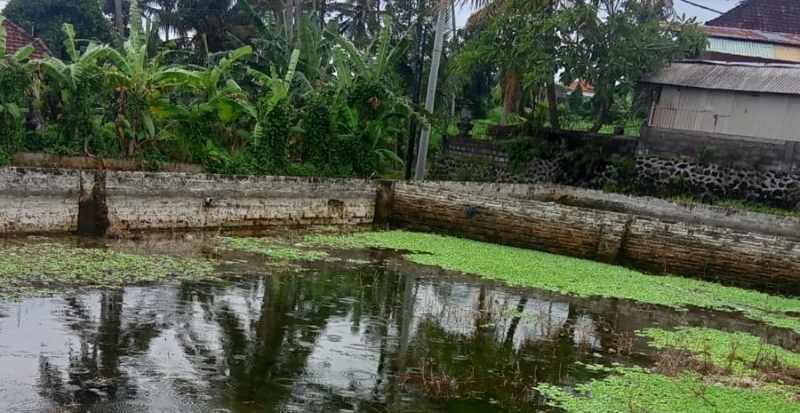 MANGKRAK TANPA BIBIT: Kondisi tambak udang galah di wilayah Banjar Dinas Saren Kauh, Desa Budakeling, Bebandem,Karangasem,  mangkrak akibat kesulitan mendapat pasokan bibit.(zulfika rahman/radar bali)
