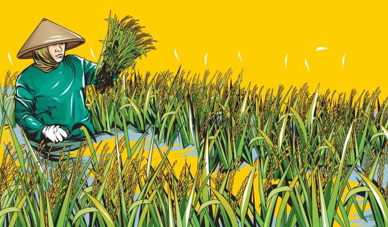 ilustrasi produksi padi-JawaPos.com-Radar Bojonegoro-Ainur Ochiem