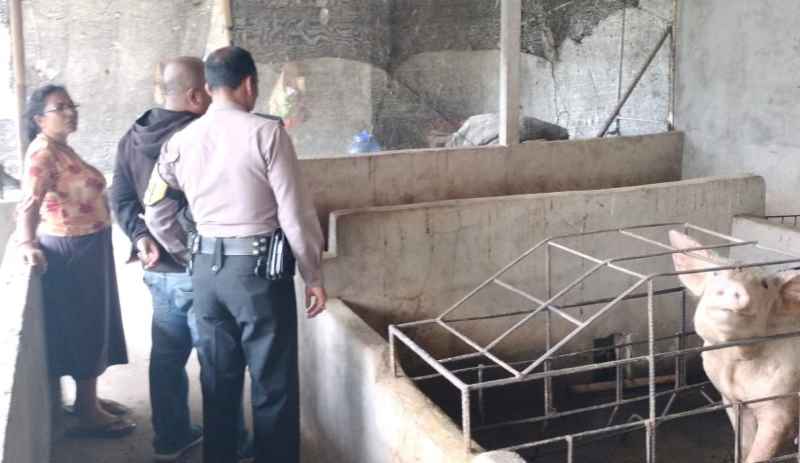 CEK LANGSUNG : Petugas Dinas Pertanian Klungkung melakukan kunjungan ke peternak babi di Kabupaten Klungkung. (Foto: Dinas Pertanian Klungkung)