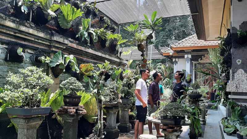 BANYAK  RUPA DAN JENIS : Koleksi simbar milik Kadek Oka, seorang pengusaha tanaman, asal Desa Bumbungan, Kecamatan Banjarangkan. (dewa ayu pitri arisanti)