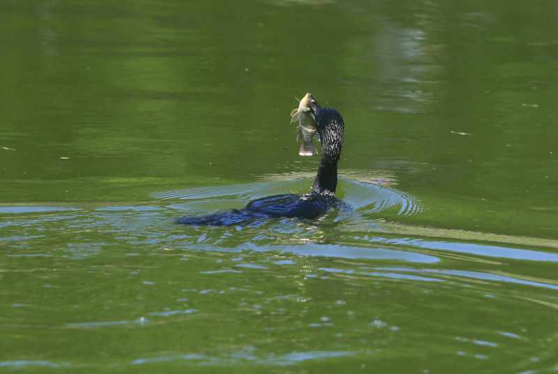 SUKSES MENDAPAT BURUAN : Burung pecuk hitam dengan ikan tangkapan di paruhnya. .(miftahuddin/radar bali)