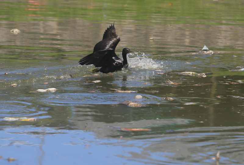 MENYERGAP BURUAN : Burung pecuk padi hitam menyergap ikan buruan. .(miftahuddin/radar bali)