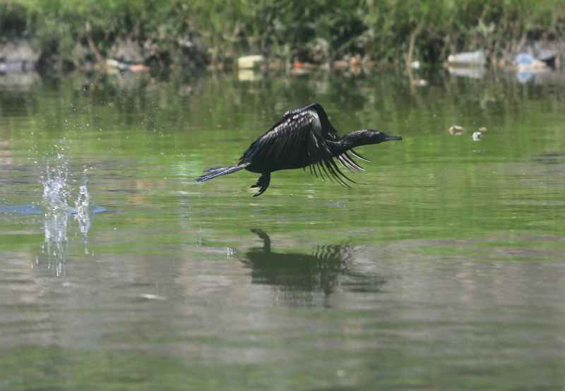 MEMANTAU BURUAN : Burung pecuk padi hitam memantau ikan buruan di Tukad Badung.(miftahuddin/radar bali)