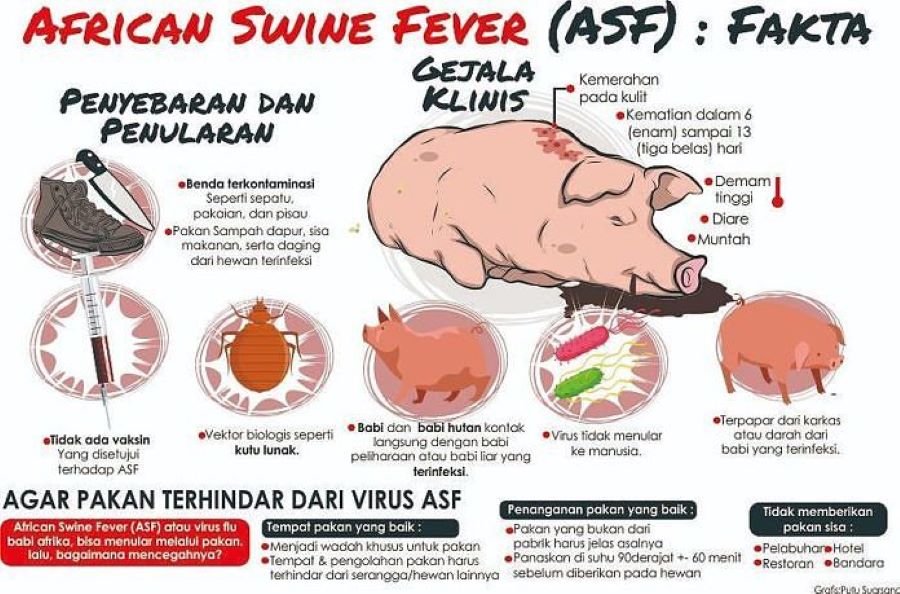 Ilustrasi virus African Swine Fever (ASF) yang kembali merebak di Kabupaten Badung