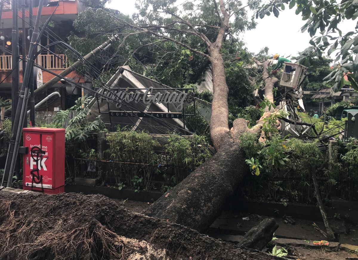 Pohon Mahoni yang tumbang di jalan raya Puputan Renin menimpa Cafe Penjor Garage Renon (4/4/2024).