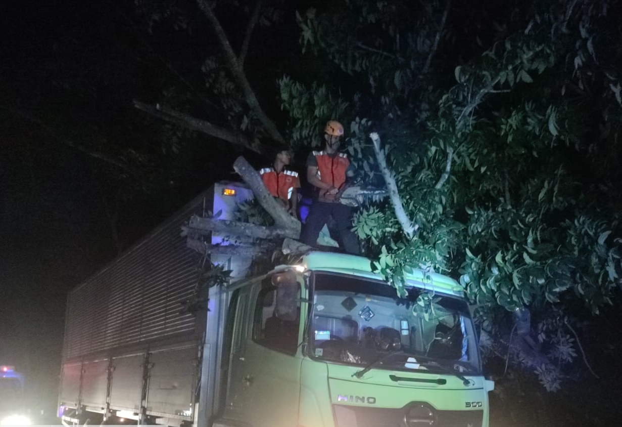 BELUM DIROMPES: Pohon perindang patah yang diterabas truk di jalan raya Denpasar - Gilimanuk di Jembrana (4/4/2024).