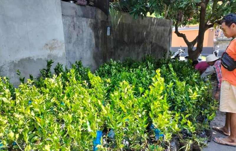 BAGIKAN RIBUAN BIBIT: 5.000 bibit jeruk keprok yang merupakan tanaman buah endemik Tejakula saat dibagikan di Desa Tembok. (Istimewa)