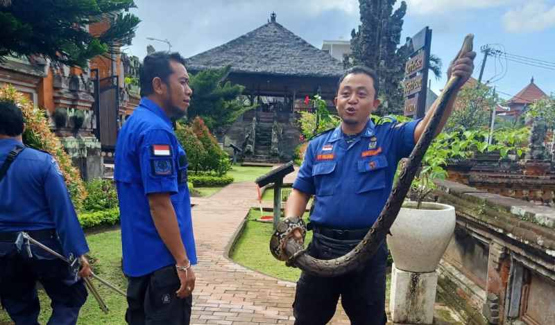 TANGKAP ULAR : Petugas dari Damkar Klungkung menangkap ular piton. (foto:damkar klungkung)