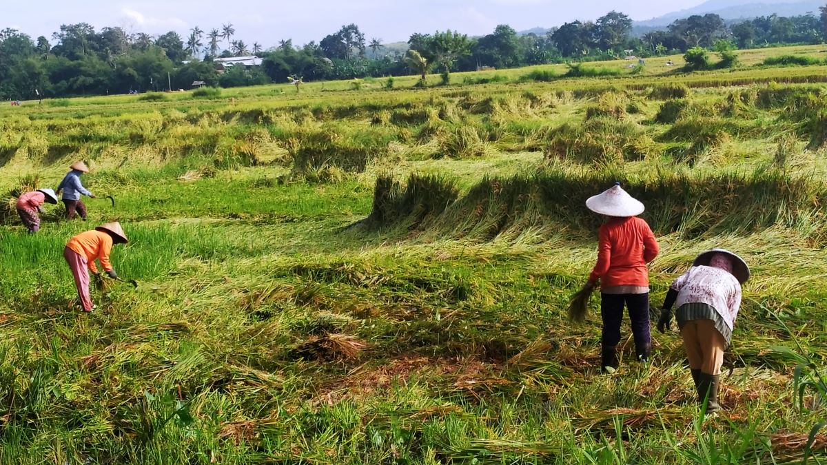 REBAH: Salah Satu lahan padi yang rebah karena cuaca buruk.