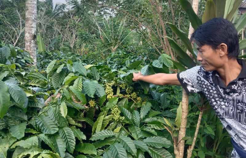 PANEN KOPI TABANAN : Petani Pupuan, Tabanan yang sedang memanen kopi.  (juliadi/radar bali)