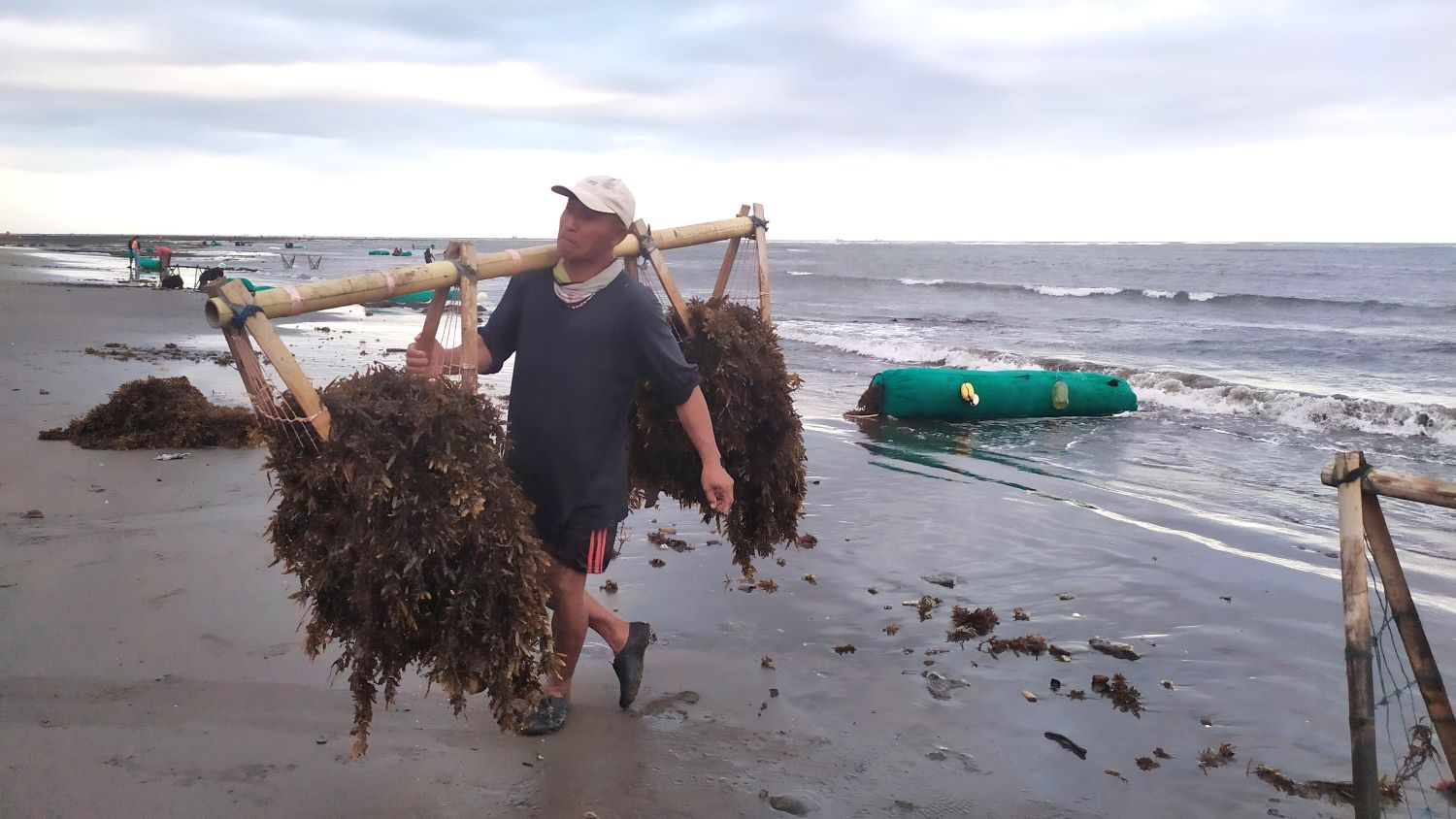 REZEKI TAMBAHAN: Warga mencari rumput laut yang hanyut di pesisir pantai Perancak, Desa Perancak, Kecamatan Jembrana