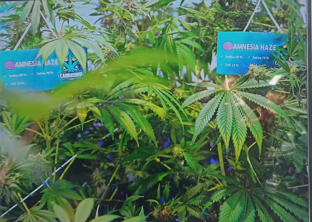 HIDROPONIK: Kebun Ganja hidroponik clandestine Laboratorium narkoba di Sunny Village Canggu Kuta Utara Badung yang digeledah Bareskrim Polri (2/5/2024)