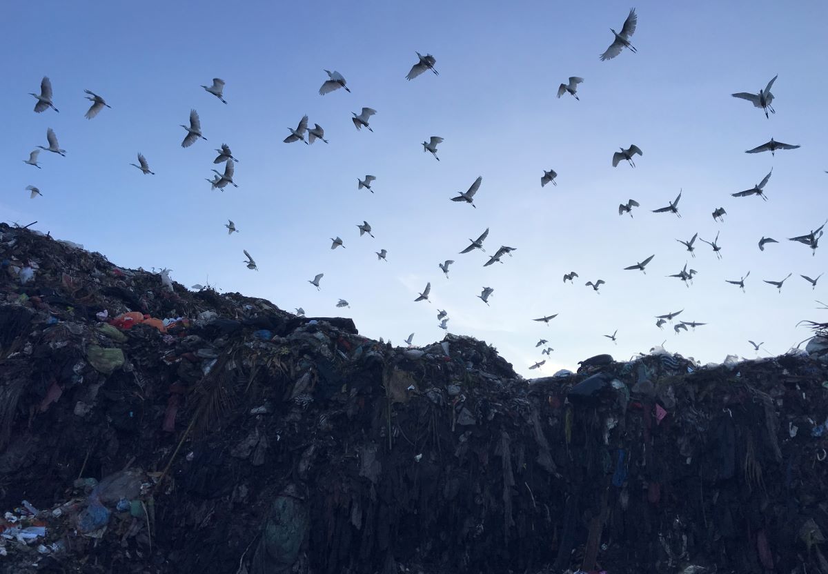 CARI MAKAN: Rombongan burung bangau tengah melintas dan mencari makanan di area TPA Suwung, Senin 13 Mei 2024