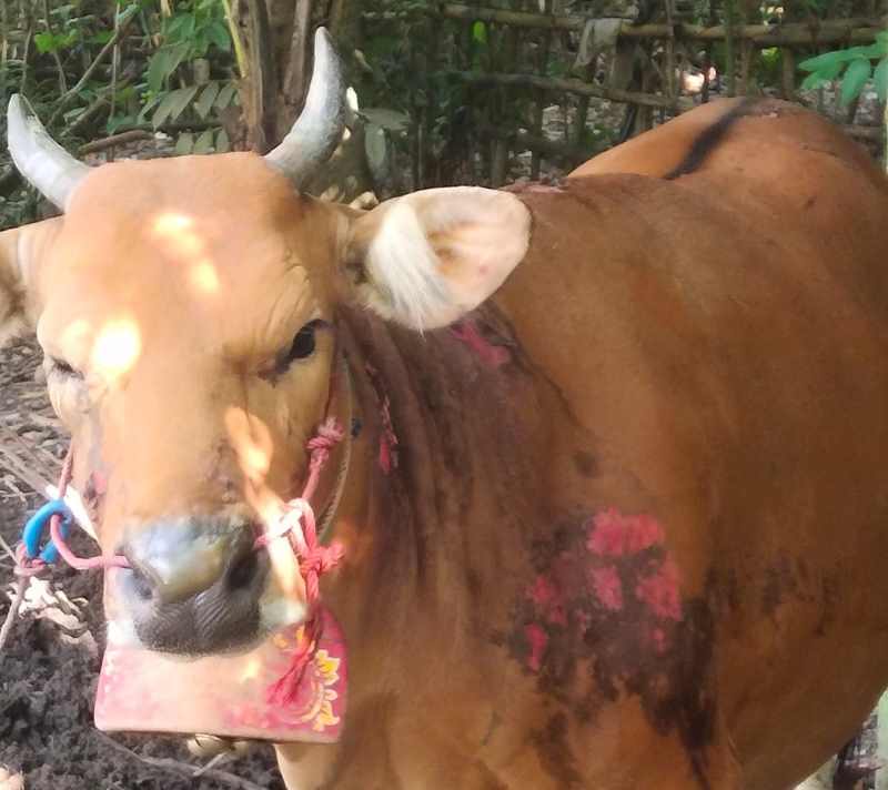 MASIH TERSELAMATKAN : Sapi menderita luka bakar tubuhnya usai kejadian kebakaran gudang dan kandang . (foto:Polsek Mendoyo/Jembrana)
