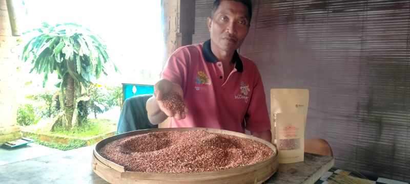 PRODUK JATILUWIH TABANAN : Petani beras merah I Wayan Semarajaya asal Subak Jatiluiwh, Desa Jatiluwih Penebel Tabanan.(juliadi/radar bali)