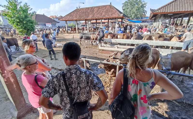LIHAT SAPI BALI : Sejumlah turis menikmati aktivitas pasar hewan , Pasar Beringkit, Badung. (adrian suwanto/radar bali)