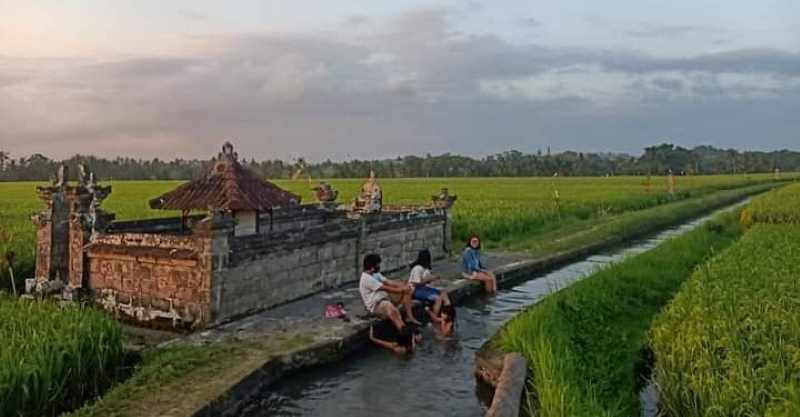 INDAHNYA HAMPARAN SAWAH : Suasana lahan pertanian subak Bengkel seluas 300 hektare di Desa Bengkel Kecamatan Kediri Tabanan. (juliadi/radar bali)