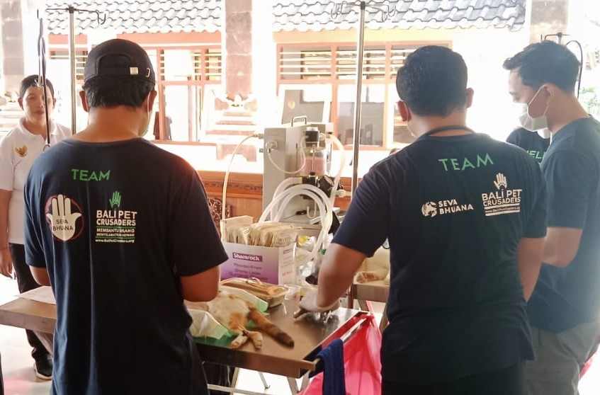 CEGAH MELUAS : Sterilisasi  HPR di Desa Mendoyo Dauh Tukad, Kecamatan Mendoyo. (Distan Jembrana)