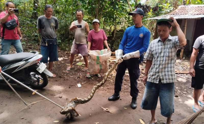 PEMANGSA UNGGAS : Petugas Damkartan saat melakukan evakuasi ular piton yang memangsa ternak warga di Banjar Dinas Besang, Desa Ababi, Kecamatan Abang, Karangasem. (Istimewa)