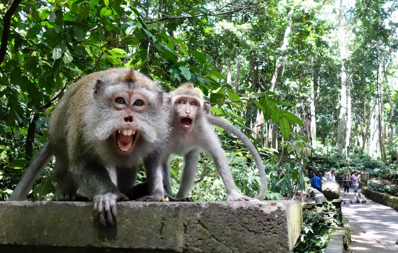 MENGAGETKAN: Monyet di Monkey Forest Gianyar mengigit tamu asing