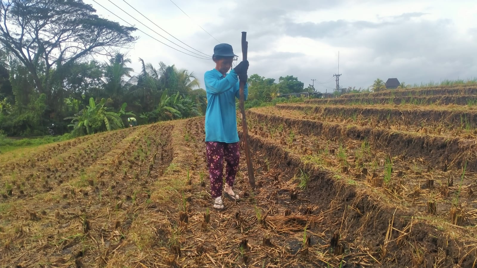 GESER MUSIM: Petani di Selemadeg Timur Tabanan mulaimenanam Jagung karena masuk kemarau.