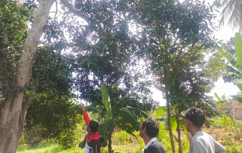DI SINI TEMPAT KEJADIAN : Pohon mangga tempat kejadian korban terpeleset hingga meninggal. (foto:polsek melaya, jembrana)