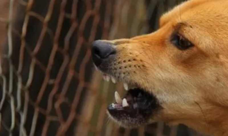 Ilustrasi anjing rabies - JawaPos.com