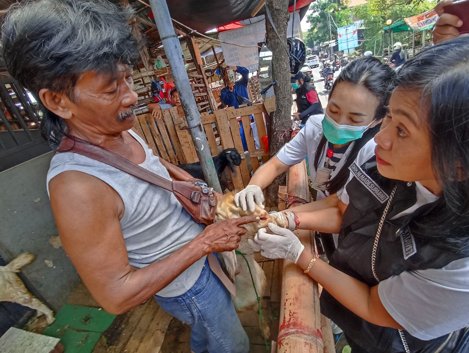 SEHAT: Petugas dari Dinas Peternakan Kota Denpasar sedang mengecek kesehatan mulut Kambing yang di jual untuk kurban di Kampung Jawa Denpasar (13/6/2024)