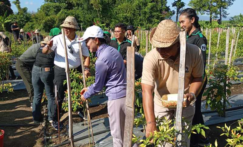 PANEN CABAI : Pj Gubernur Bali, Sang Made Mahendra Jaya dan Pj Bupati Buleleng, Ketut Lihadnyana saat melakukan panen perdana cabai di Hutan Kota Buleleng.(francelino junior)