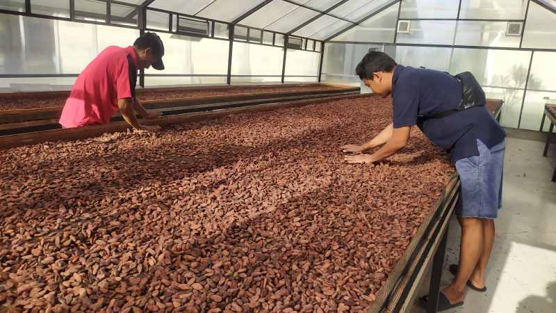 DIKERINGKAN : Proses pengeringan kakao di Koperasi Kerta Semaya Samaniya, Kecamatan Melaya, Jembrana.(m.basir/radar bali)