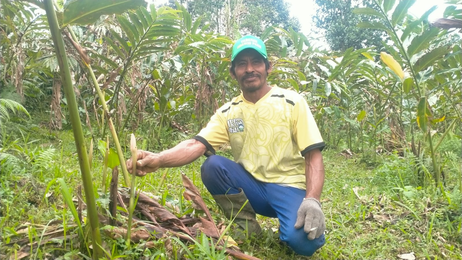 SIAP PANEN: Petani di Senganan, Penebel I Nyoman Bagia Darma yang melakukan budidaya tanaman Kecombrang.