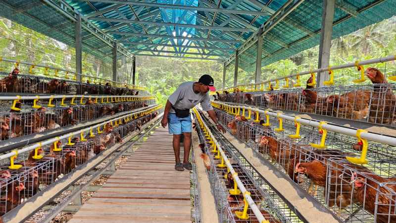 BETERNAK AYAM : Ternak ayam petelur Keluarga Penerima Manfaat (KPM) rumah deret Kementerian Sosial di Desa Sulang, Kecamatan Dawan.(dewa ayu pitri arisanti)