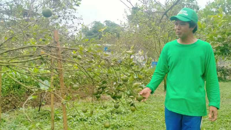 PAKAI PUPUK ORGANIK : I Gusti Wayan Simpen petani asal Banjar Dinas Bugbugan Senganan, Penebel Tabanan, kini bertani jeruk dengan budidaya pupuk organik. [juliadi/radar bali]