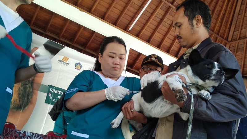 DISUNTIK: Petugas memberikan vaksin gratis ke anjing di wilayah Singapadu.(ib indra prasetia/radar bali)