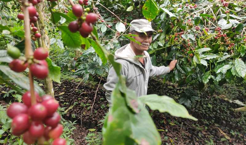 MENDUNIA: Wayan Inwan, Ketua Kelompok Tani Sari Mekar di antara pohon kopi yang dibudidayakan di Dusun Amerta Sari, Desa Pegayaman, Sukasada, Buleleng.( Foto: Dinas Kominfosanti Buleleng