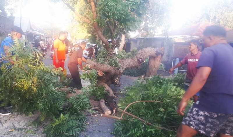 MERINTANGI JALAN : Pohon intaran yang tumbang menutup Jalan Laksamana di Desa Baktiseraga.[BPBD Buleleng]