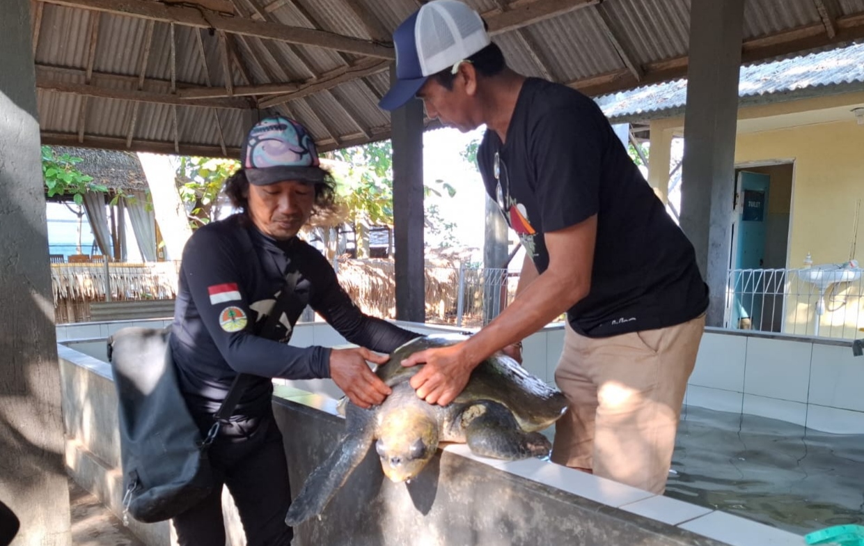 MENDAPAT PERAWATAN KHUSUS : Penyu lekang dibawa ke JSI untuk mendapat perawatan dokter hewan di JSI.(foto:kurma asih)