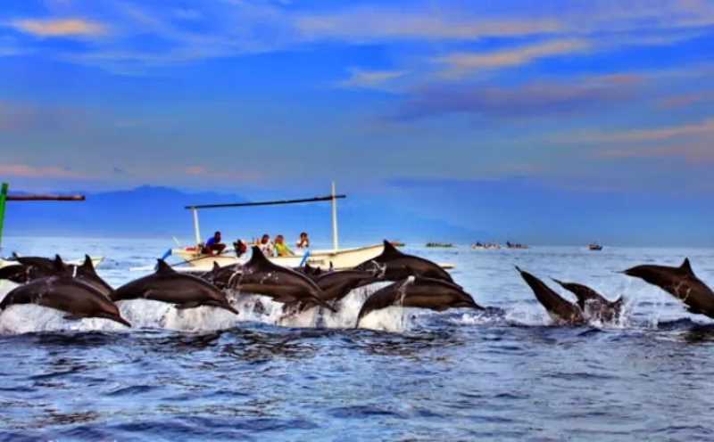 PANTAI LOVINA : Ikan lumba-lumba jadi salah satu favorit wisata Buleleng. (istimewa)