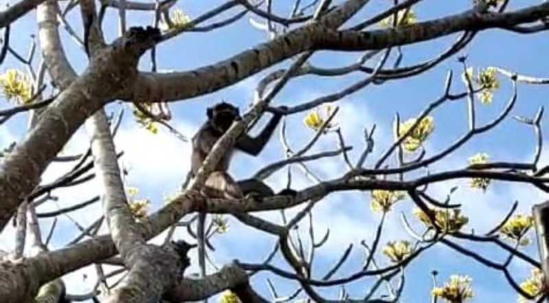 MERESAHKAN WARGA: Monyet berkeliaran di Desa Abang, Kecamatan Abang, Kabupaten Karangasem. (Istimewa)