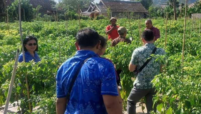 PANTAU CABAI: Satgas Pangan Kabupaten Buleleng melakukan pengecekan cabai rawit di sentra yang ada di Kecamatan Gerokgak.( Foto: Dinas Kominfosanti Buleleng untuk Radar Bali)