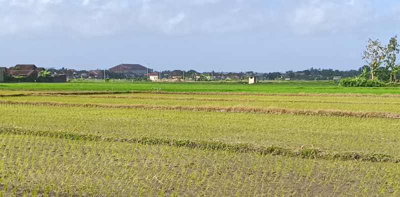 TERGUYUR HUJAN SESAAT : Sawah di Kelurahan Baler Bale Agung yang sempat kekeringan, mulai basah karena hujan yang terjadi selama dua hari terakhir. (m.basir)