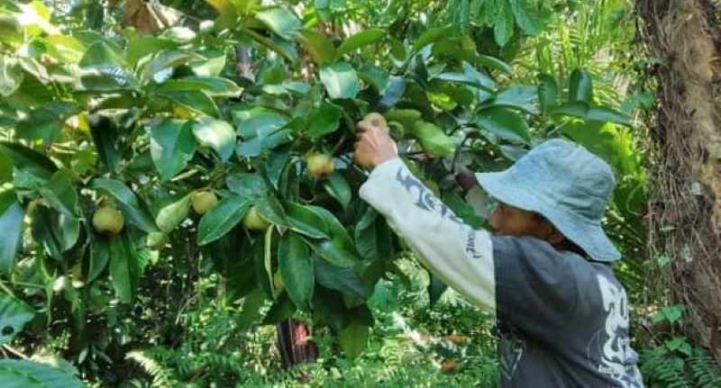 SIAP PANEN MANGGIS : Petani buah di Pupuan, Tabanan merawat manggis yang siap panen. (juliadi/radar bali)